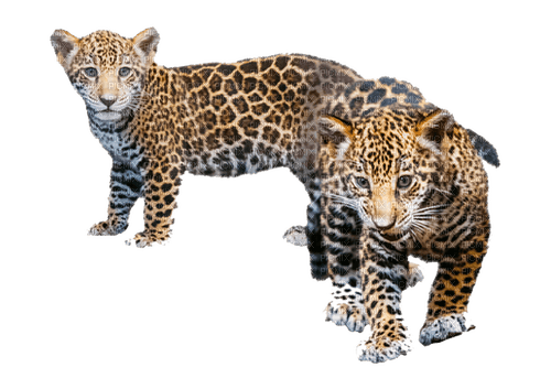 leopard milla1959 - 無料png