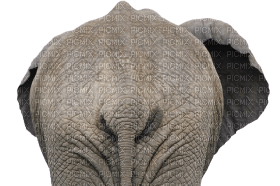 Kaz_Creations Elephant - бесплатно png