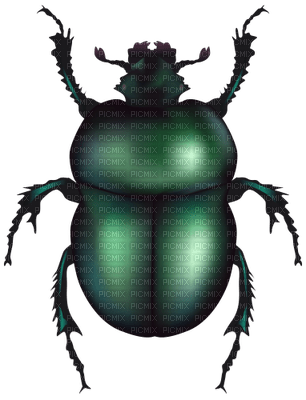 beetle - PNG gratuit