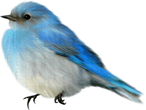 Bird.White.Blue.Black - PNG gratuit