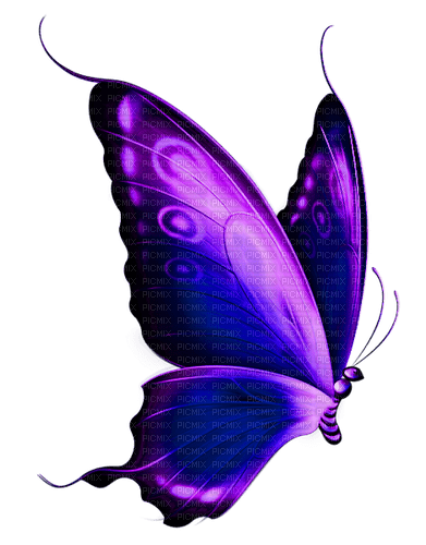 purple butterfly - png grátis