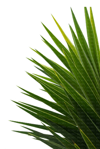palm - ilmainen png
