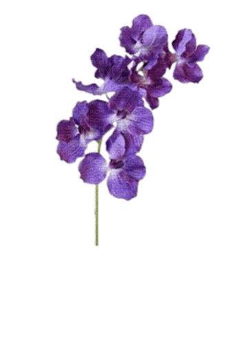 Цветок, акварель - besplatni png