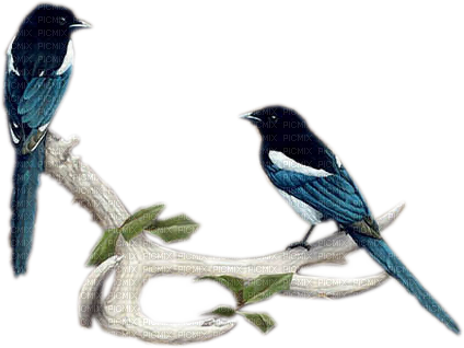 bluebirds - PNG gratuit