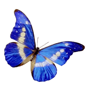 papillon - png gratuito
