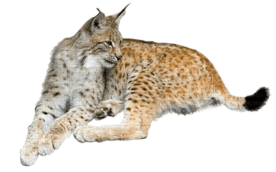 animaux - kostenlos png