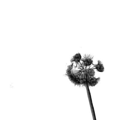 Dandelion.pissenlit.Victoriabea - Gratis animerad GIF