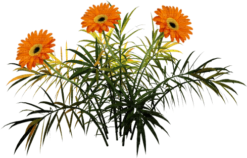 Flores anaranjadas - png gratuito
