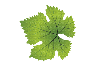 leaf   Bb2 - фрее пнг