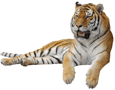 Kaz_Creations Animals Animal  Tiger - gratis png