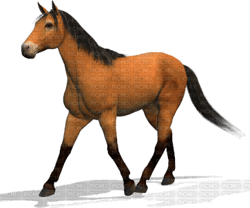 horse pferd cheval animal animals tier gif anime animated animation tube - Δωρεάν κινούμενο GIF