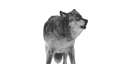 ani-varg-wolf-djur - Безплатен анимиран GIF