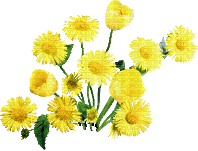 soave deco spring flowers branch animated  yellow - Бесплатный анимированный гифка