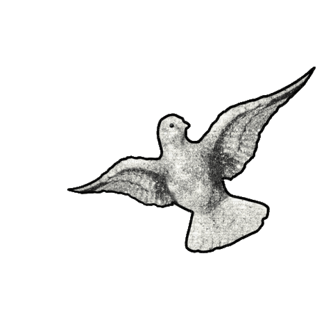 dove - 免费动画 GIF