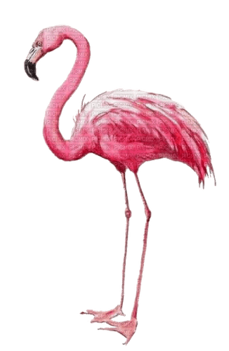 Flamingo, Aquarelle - безплатен png