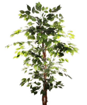 plante verte - ücretsiz png