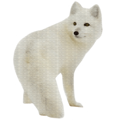 loup blanc - png gratis
