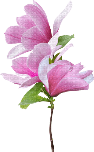 Pink Magnolia - PNG gratuit
