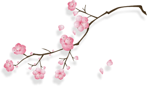 Cherry Blossom Branch - Free PNG