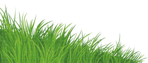 grass----gräs - png ฟรี