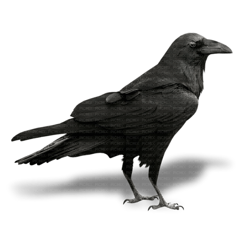 kikkapink deco scrap crow - 免费PNG
