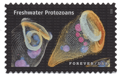 freshwater protozoans - Free PNG