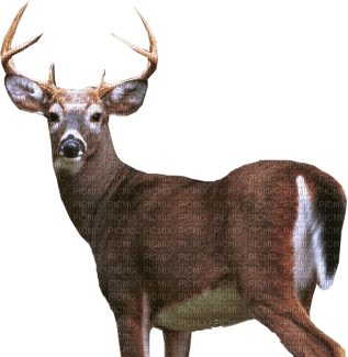 Kaz_Creations Deer - kostenlos png