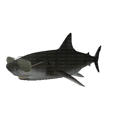 cool shark - Δωρεάν κινούμενο GIF