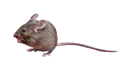 Kaz_Creations Animated Rat Mouse - Nemokamas animacinis gif