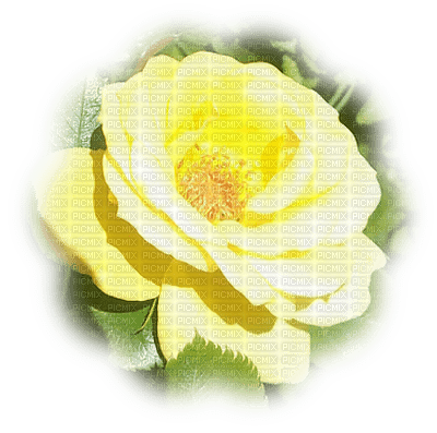 trandafir - ilmainen png