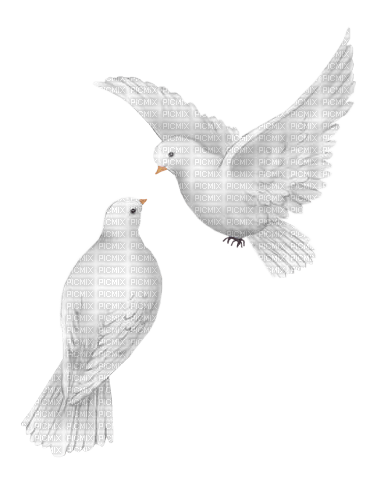 Tauben, Vögel - zdarma png