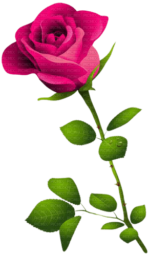 pink rose - gratis png