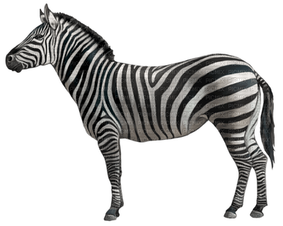 Kaz_Creations Zebra - бесплатно png