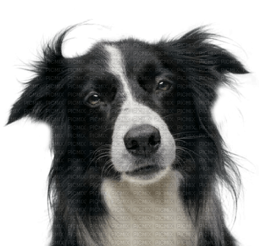 Tube Animaux Chien - ingyenes png