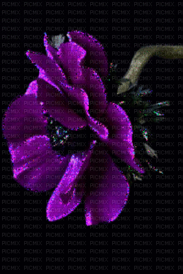 ani--flower--blomma--purple--lila - GIF animado gratis