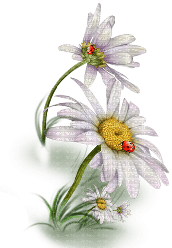 loly33 fleur marguerite - ücretsiz png