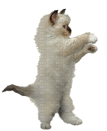 gatto danza - Free animated GIF