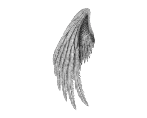 wing---vinge - PNG gratuit