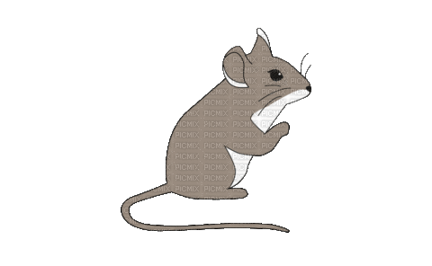 Mouse Mice - Animovaný GIF zadarmo