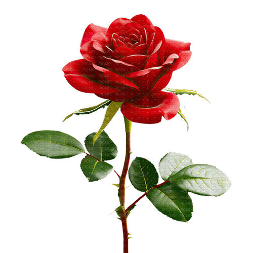 -ai-generated-plant-rose-red transparent - ücretsiz png