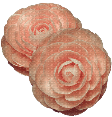 apricot-flowers - kostenlos png