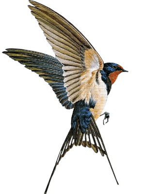 oiseaux - ücretsiz png