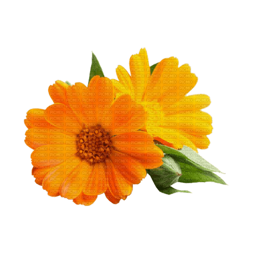 kikkapink deco scrap orange flowers - gratis png