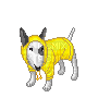 Bull terrier in hoodie - GIF animado grátis