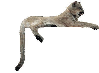 mountain lion bp - Darmowy animowany GIF
