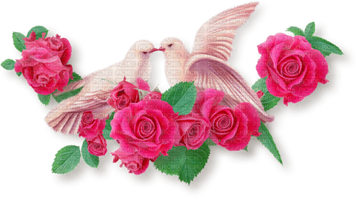 pink roses - png grátis