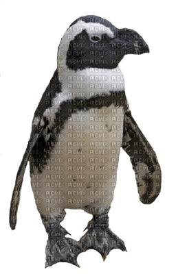 Kaz_Creations Penguin - ilmainen png