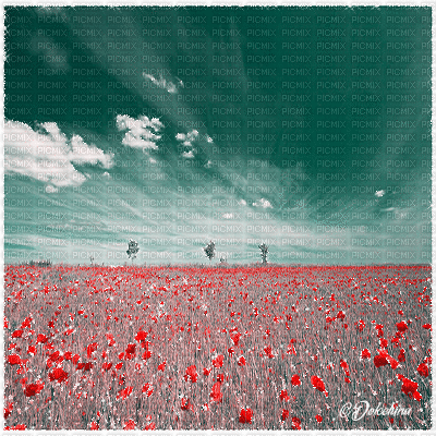 dolceluna poppy poppies field animated background - Ilmainen animoitu GIF