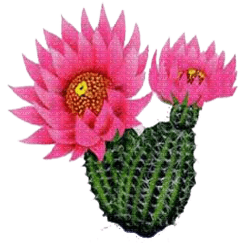 cactus with pink flowers sunshine3 - nemokama png