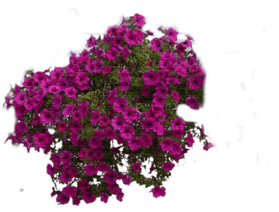 fleurs - png gratis